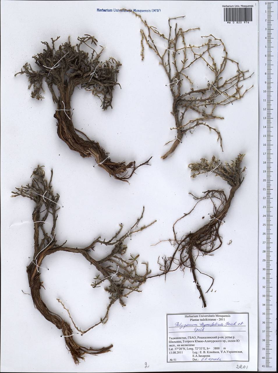 Polygonum thymifolium Jaub. & Spach, Middle Asia, Pamir & Pamiro-Alai (M2) (Tajikistan)