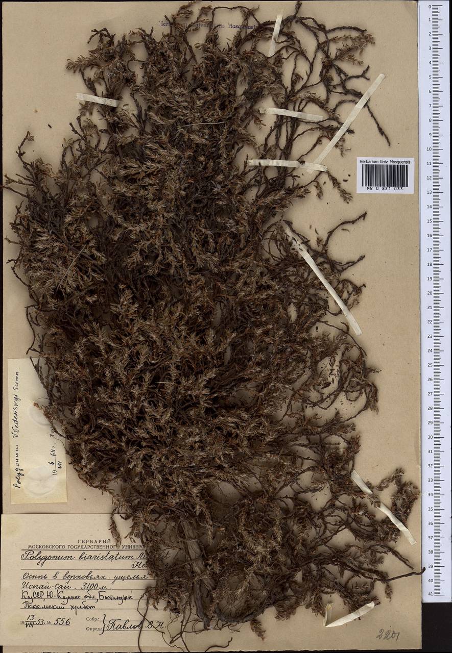 Polygonum vvedenskyi Sumnev., Middle Asia, Western Tian Shan & Karatau (M3) (Uzbekistan)