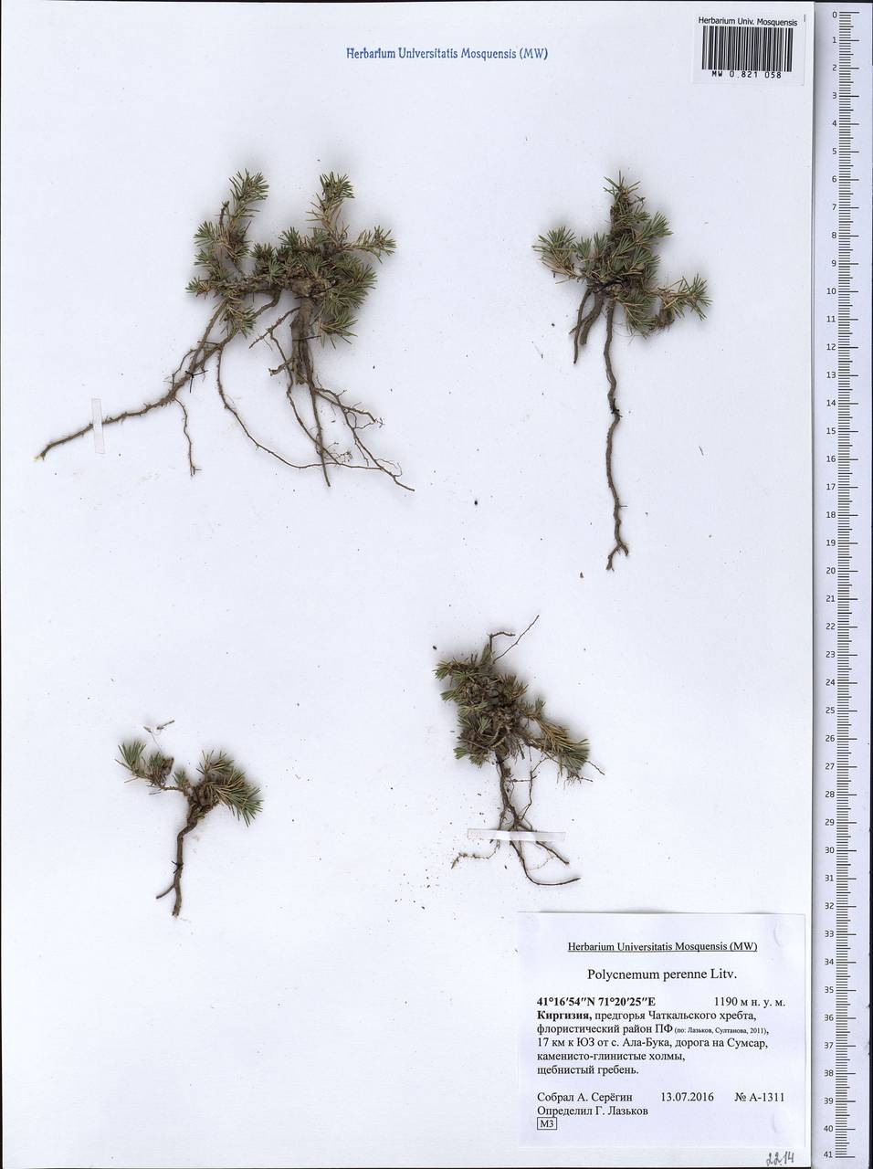Polycnemum perenne Litv., Middle Asia, Western Tian Shan & Karatau (M3) (Kyrgyzstan)