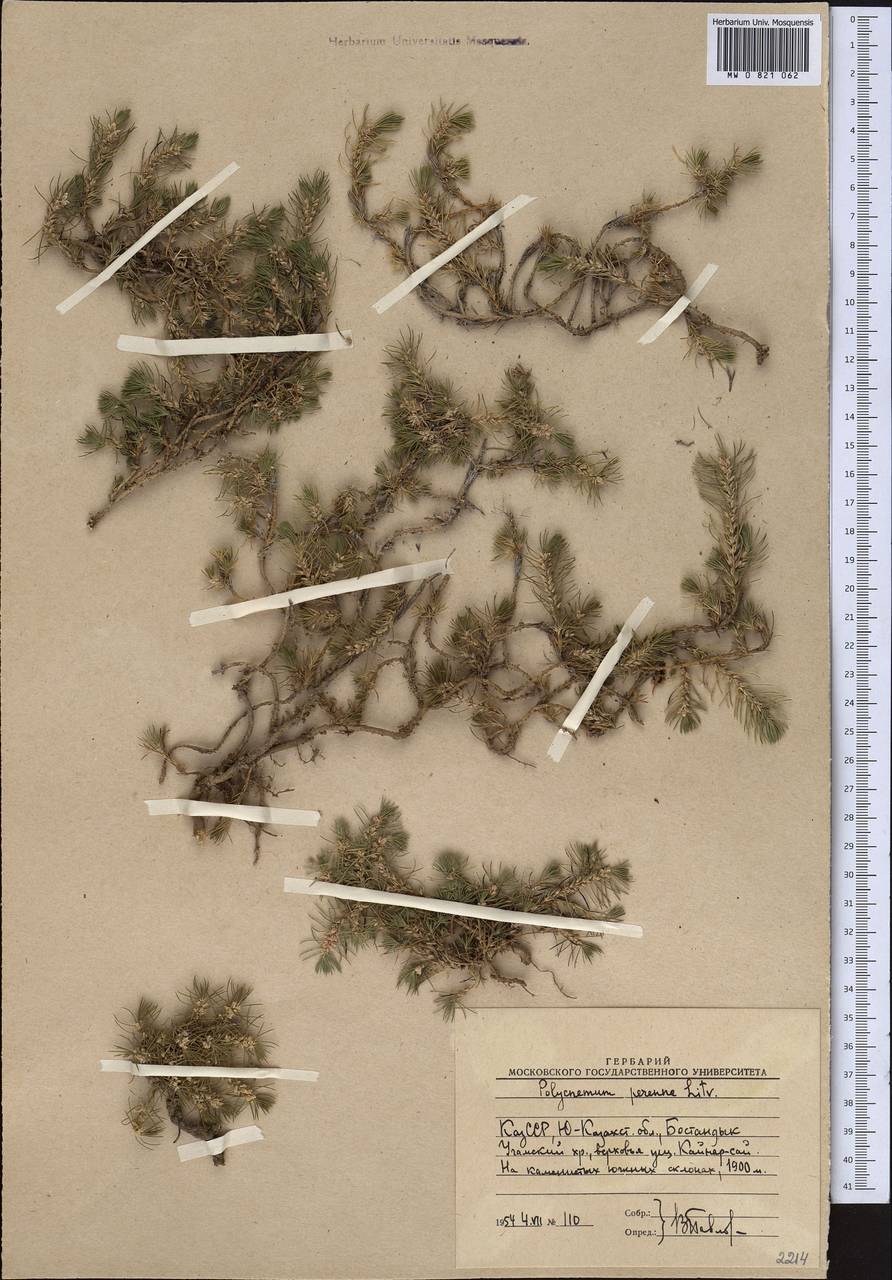 Polycnemum perenne Litv., Middle Asia, Western Tian Shan & Karatau (M3) (Uzbekistan)