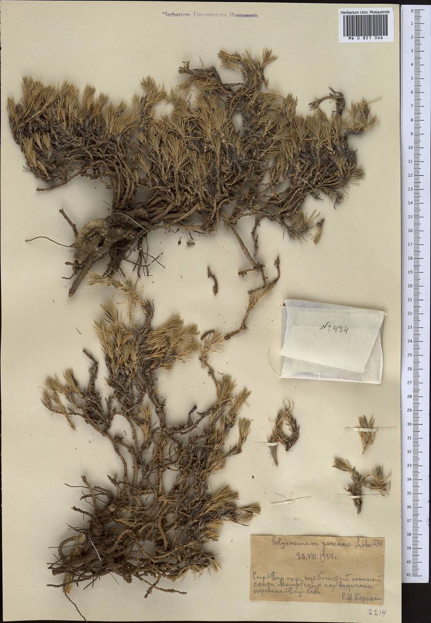 Polycnemum perenne Litv., Middle Asia, Western Tian Shan & Karatau (M3) (Kazakhstan)