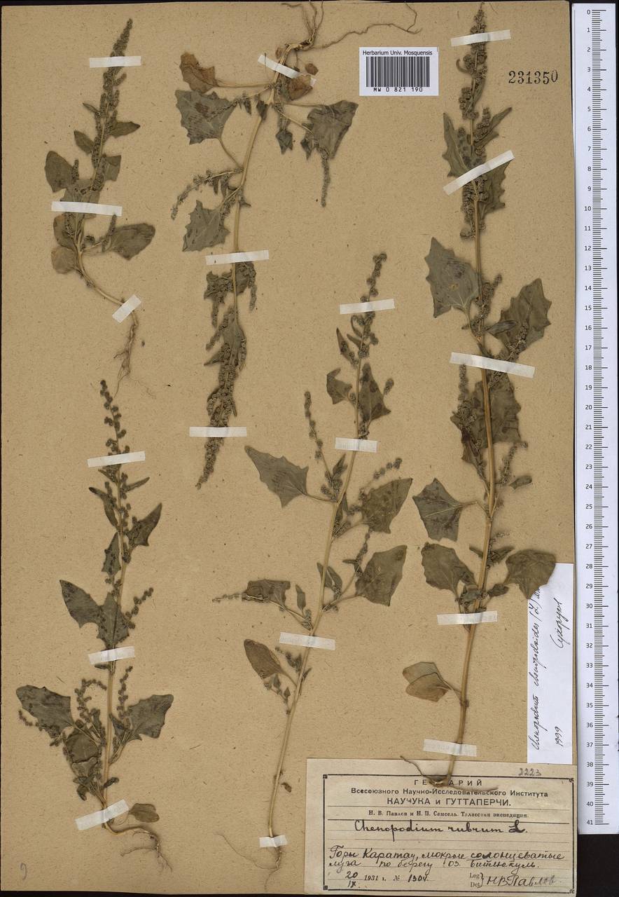 Oxybasis chenopodioides (L.) S. Fuentes, Uotila & Borsch, Middle Asia, Muyunkumy, Balkhash & Betpak-Dala (M9) (Kazakhstan)