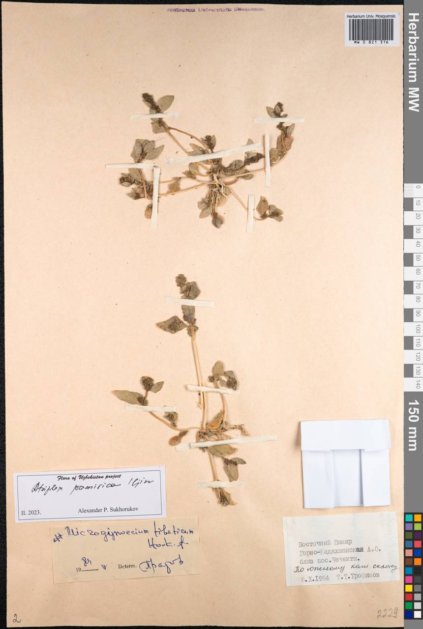 Atriplex pamirica Iljin, Middle Asia, Pamir & Pamiro-Alai (M2) (Tajikistan)