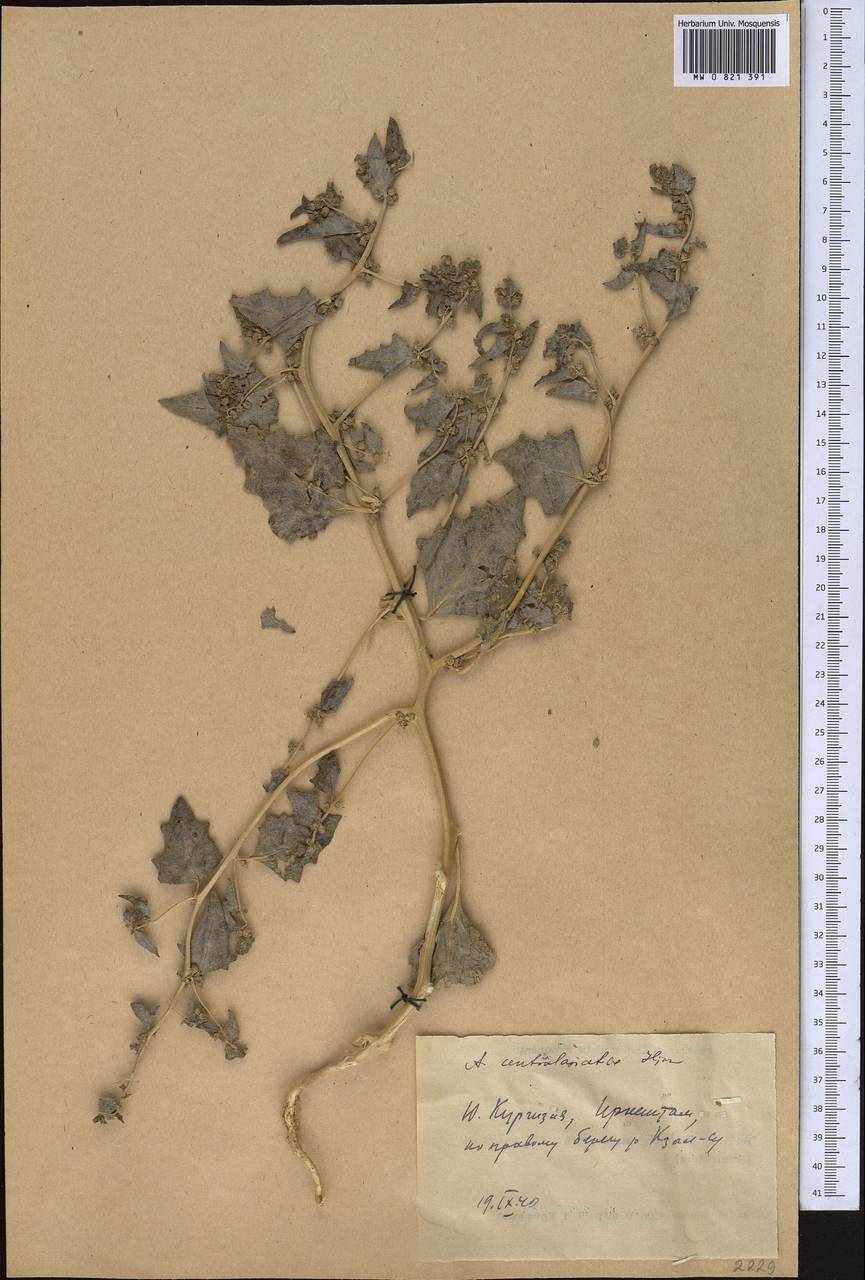 Atriplex centralasiatica Iljin, Middle Asia, Western Tian Shan & Karatau (M3) (Kyrgyzstan)