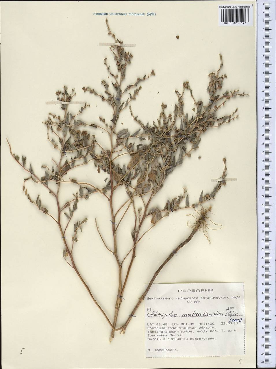Atriplex centralasiatica Iljin, Middle Asia, Muyunkumy, Balkhash & Betpak-Dala (M9) (Kazakhstan)