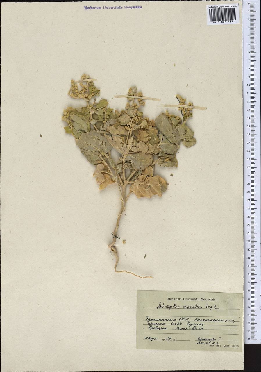Atriplex moneta Bunge ex Boiss., Middle Asia, Kopet Dag, Badkhyz, Small & Great Balkhan (M1) (Turkmenistan)