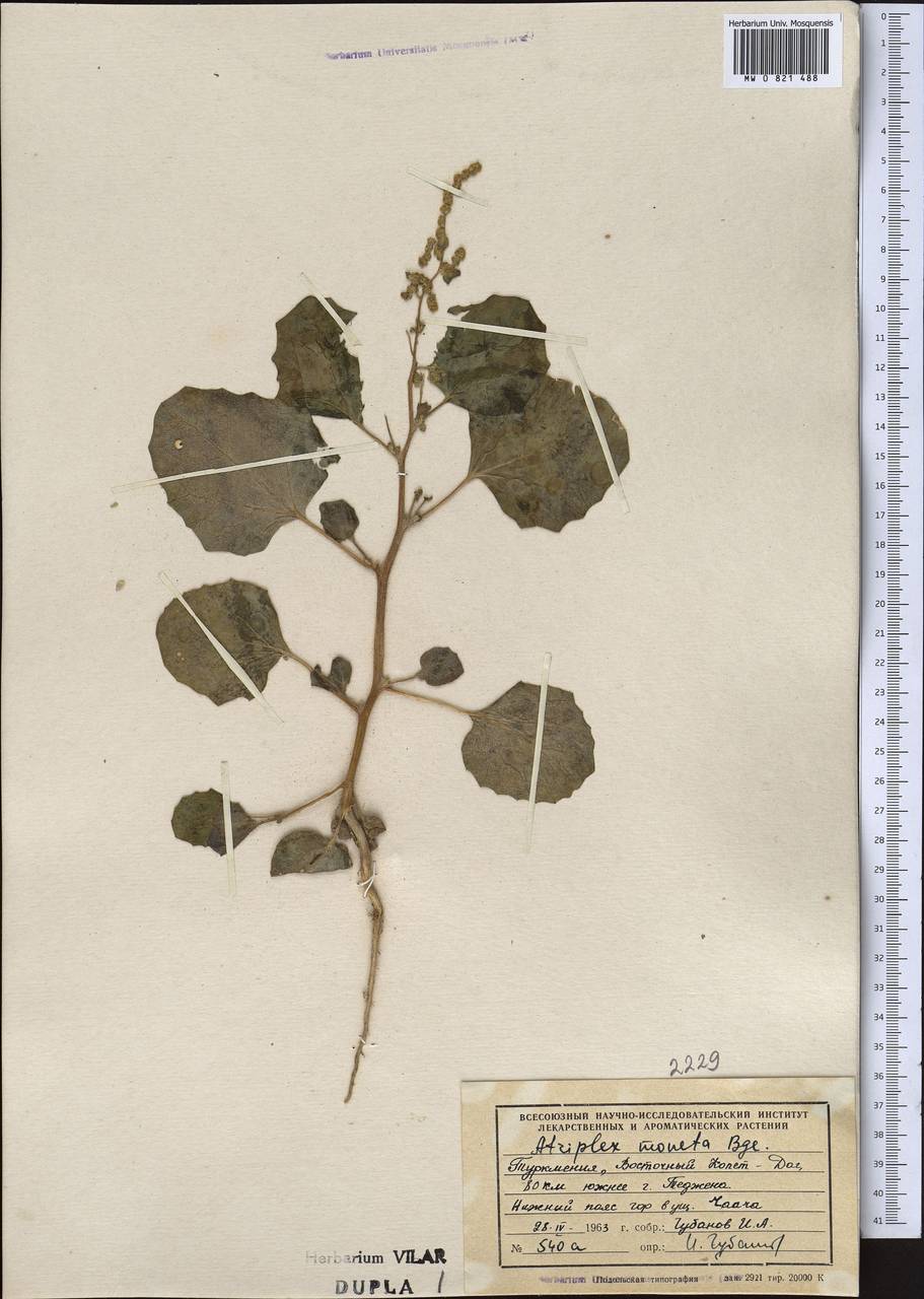 Atriplex moneta Bunge ex Boiss., Middle Asia, Kopet Dag, Badkhyz, Small & Great Balkhan (M1) (Turkmenistan)