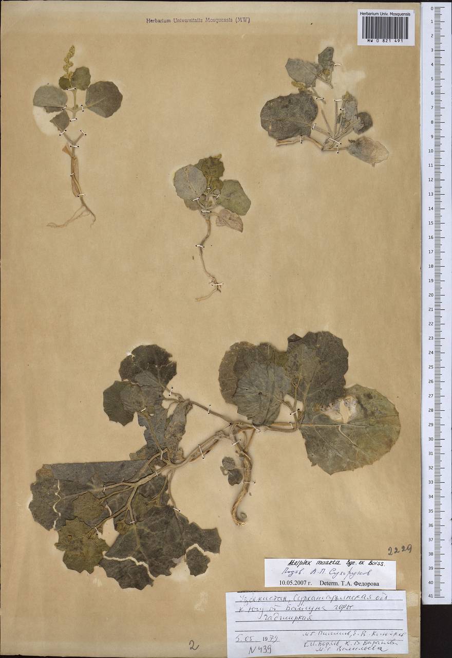 Atriplex moneta Bunge ex Boiss., Middle Asia, Pamir & Pamiro-Alai (M2) (Uzbekistan)