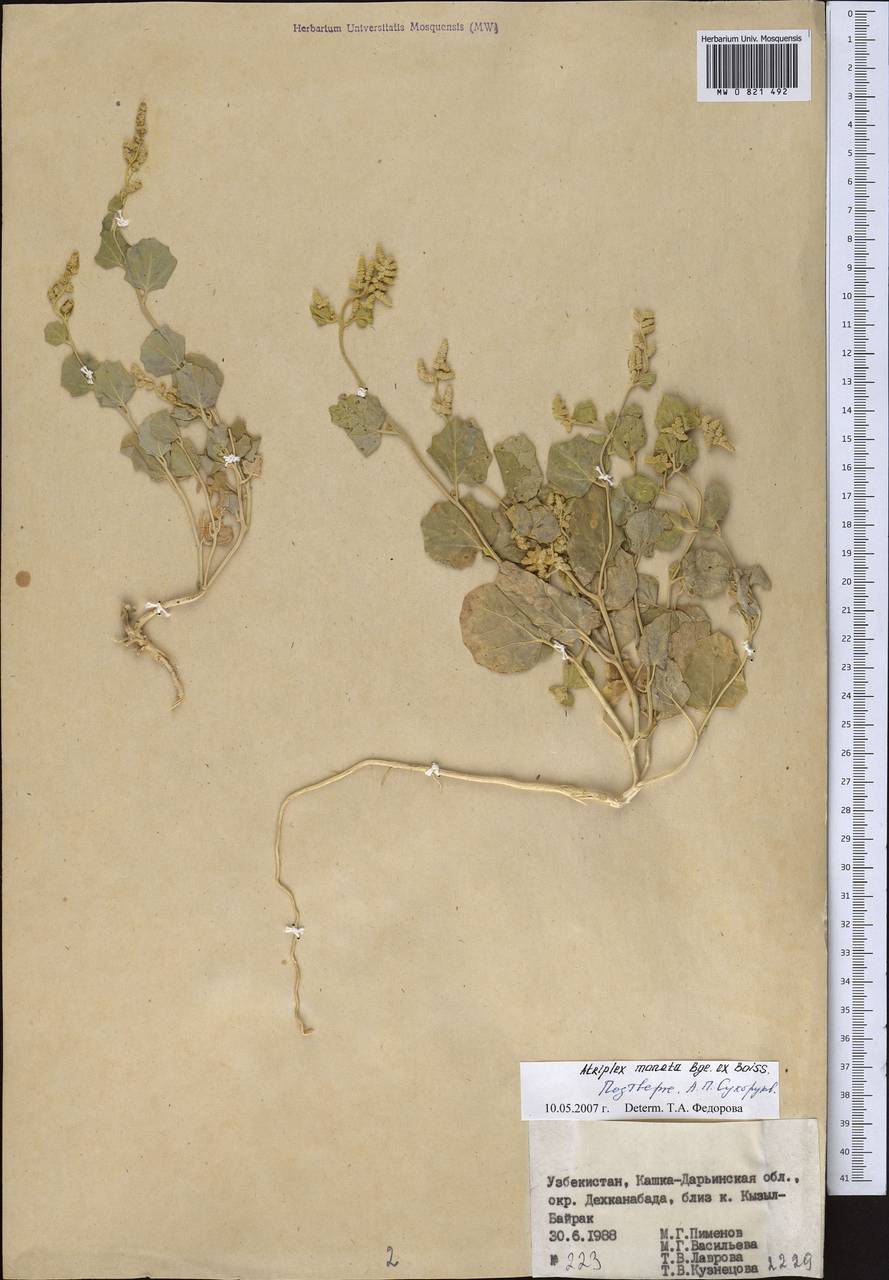 Atriplex moneta Bunge ex Boiss., Middle Asia, Pamir & Pamiro-Alai (M2) (Uzbekistan)