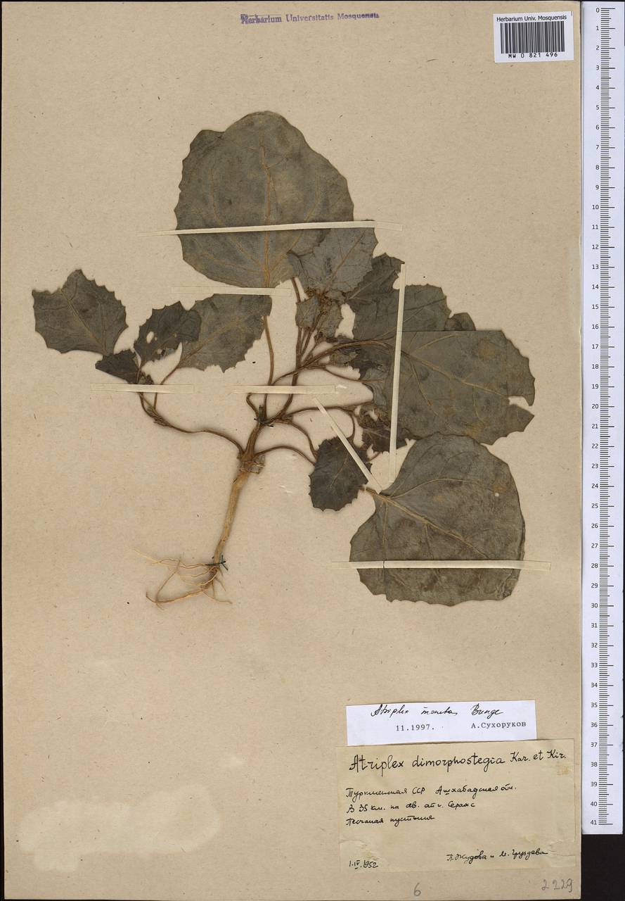 Atriplex moneta Bunge ex Boiss., Middle Asia, Karakum (M6) (Turkmenistan)