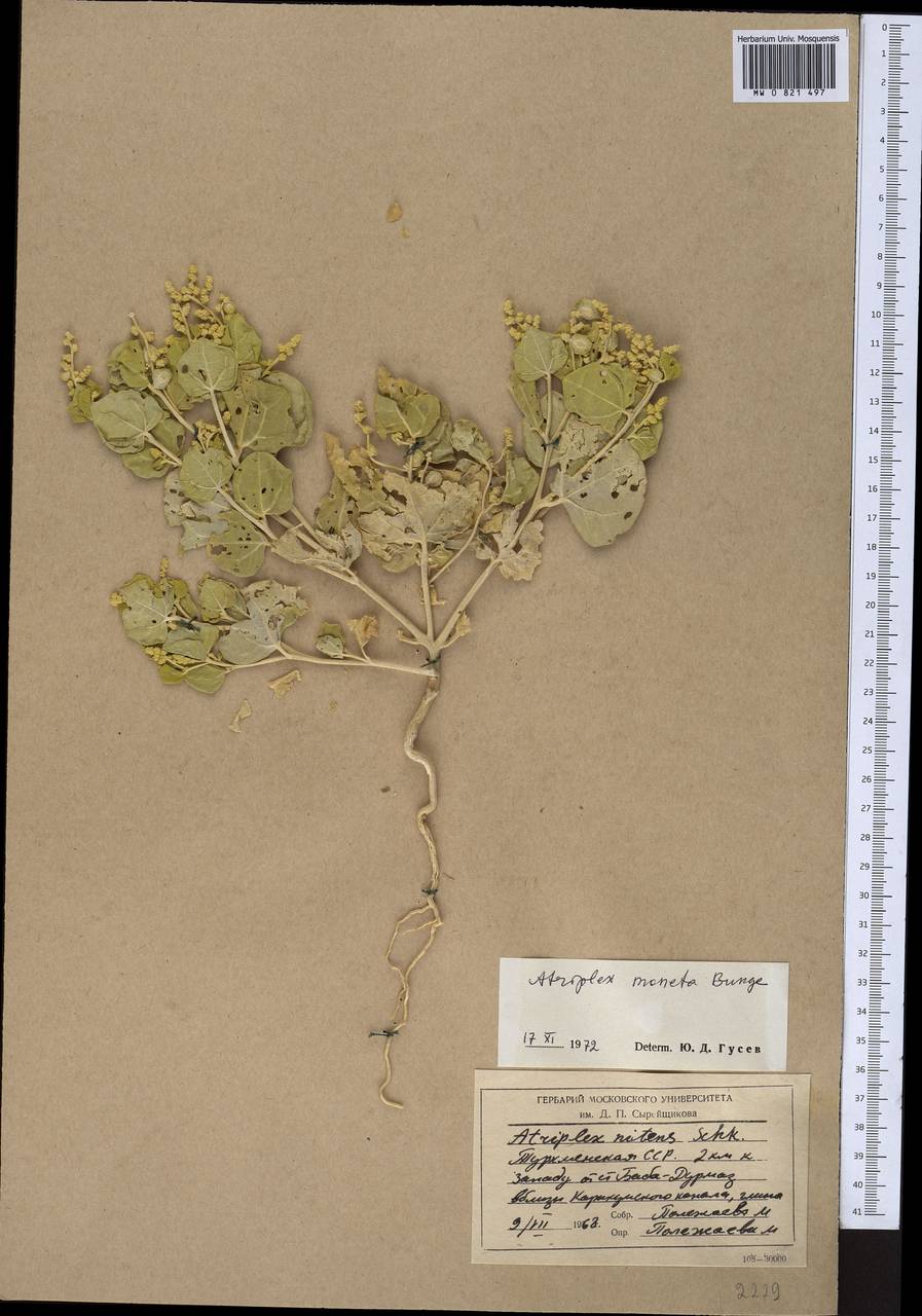 Atriplex moneta Bunge ex Boiss., Middle Asia, Karakum (M6) (Turkmenistan)