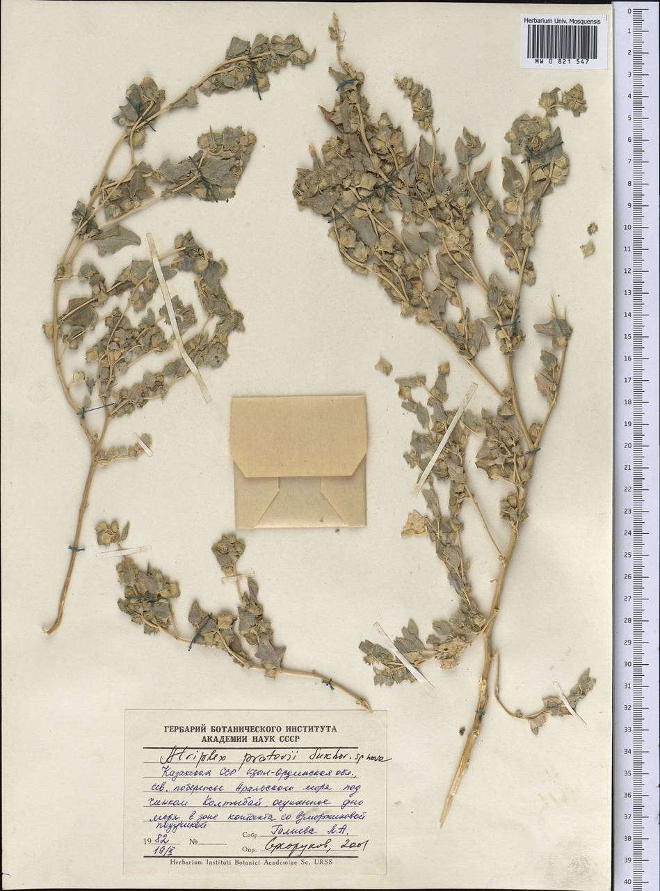 Atriplex pratovii Sukhor., Middle Asia, Syr-Darian deserts & Kyzylkum (M7) (Kazakhstan)