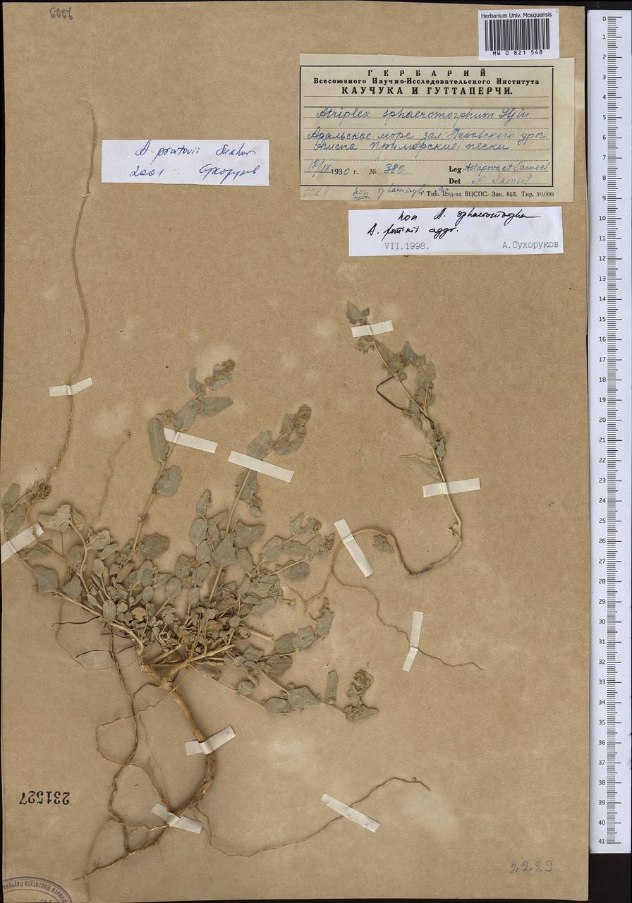 Atriplex pratovii Sukhor., Middle Asia, Syr-Darian deserts & Kyzylkum (M7) (Kazakhstan)