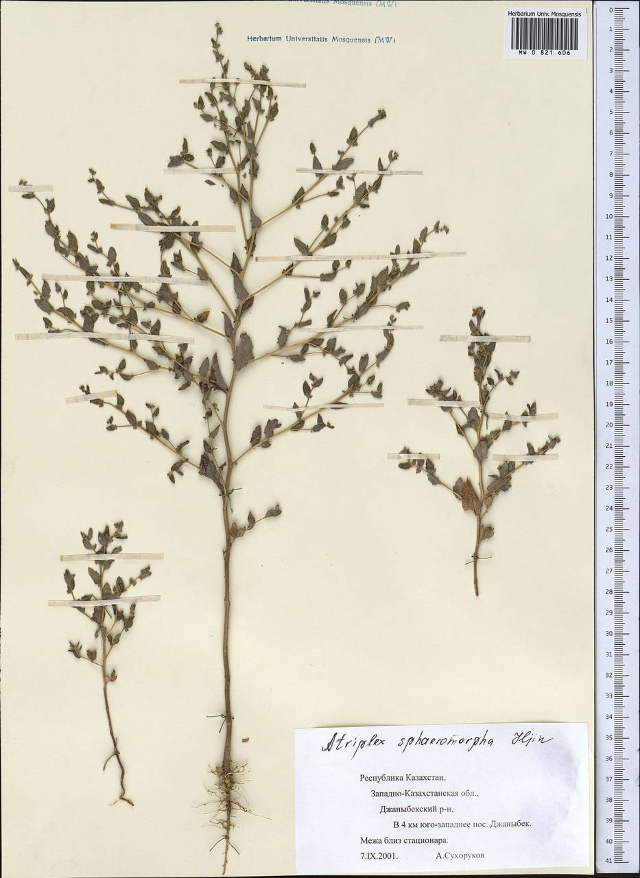 Atriplex sphaeromorpha Iljin, Middle Asia, Caspian Ustyurt & Northern Aralia (M8) (Kazakhstan)