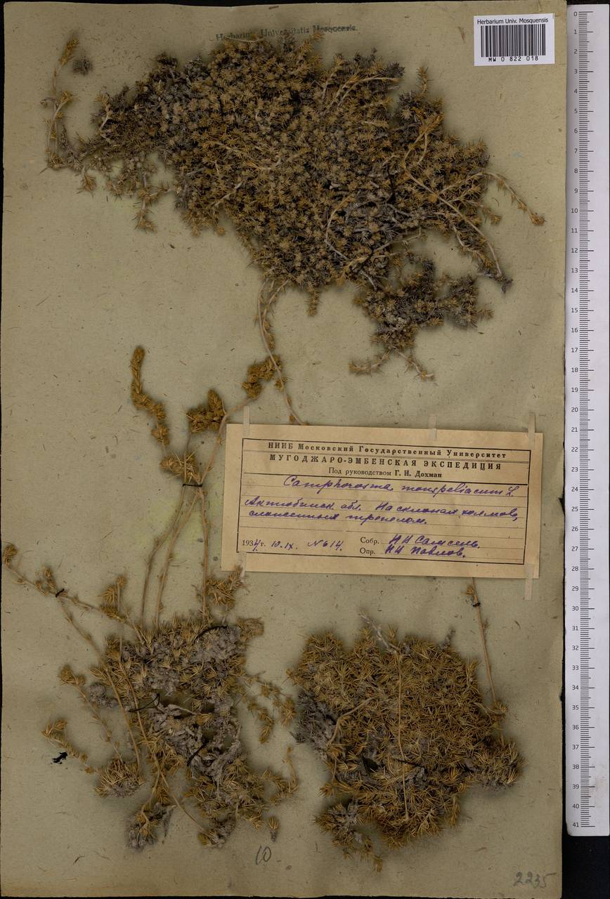 Camphorosma monspeliaca, Middle Asia, Caspian Ustyurt & Northern Aralia (M8) (Kazakhstan)