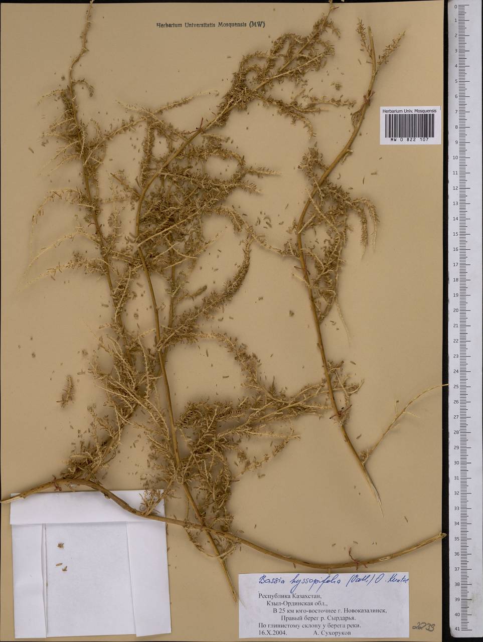 Bassia hyssopifolia (Pall.) Kuntze, Middle Asia, Syr-Darian deserts & Kyzylkum (M7) (Kazakhstan)