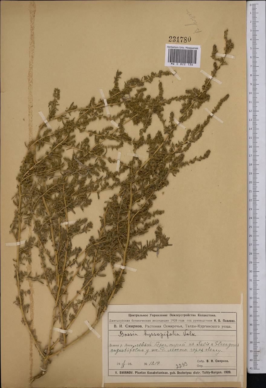 Bassia hyssopifolia (Pall.) Kuntze, Middle Asia, Muyunkumy, Balkhash & Betpak-Dala (M9) (Kazakhstan)