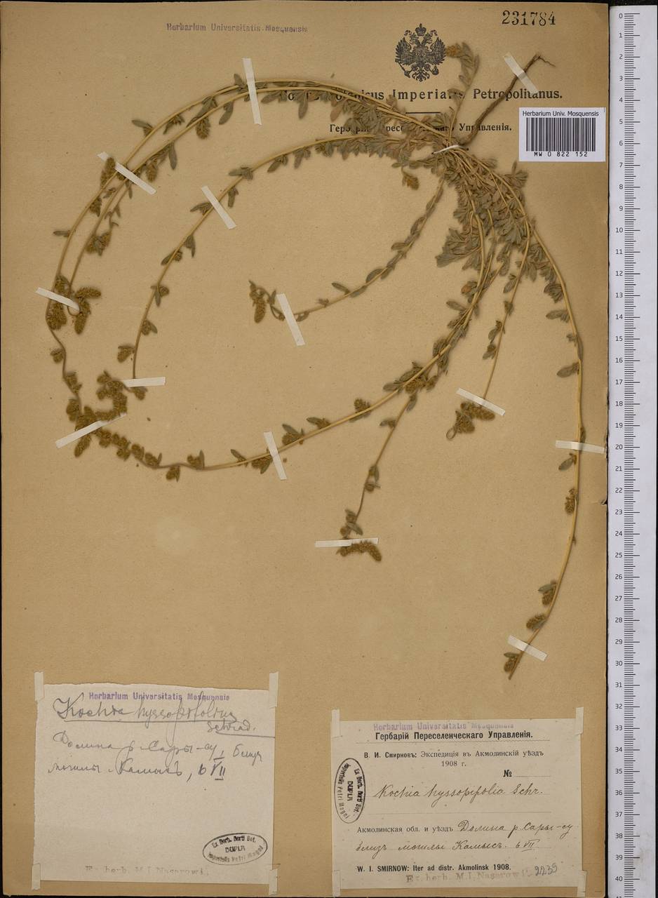 Bassia hyssopifolia (Pall.) Kuntze, Middle Asia, Northern & Central Kazakhstan (M10) (Kazakhstan)