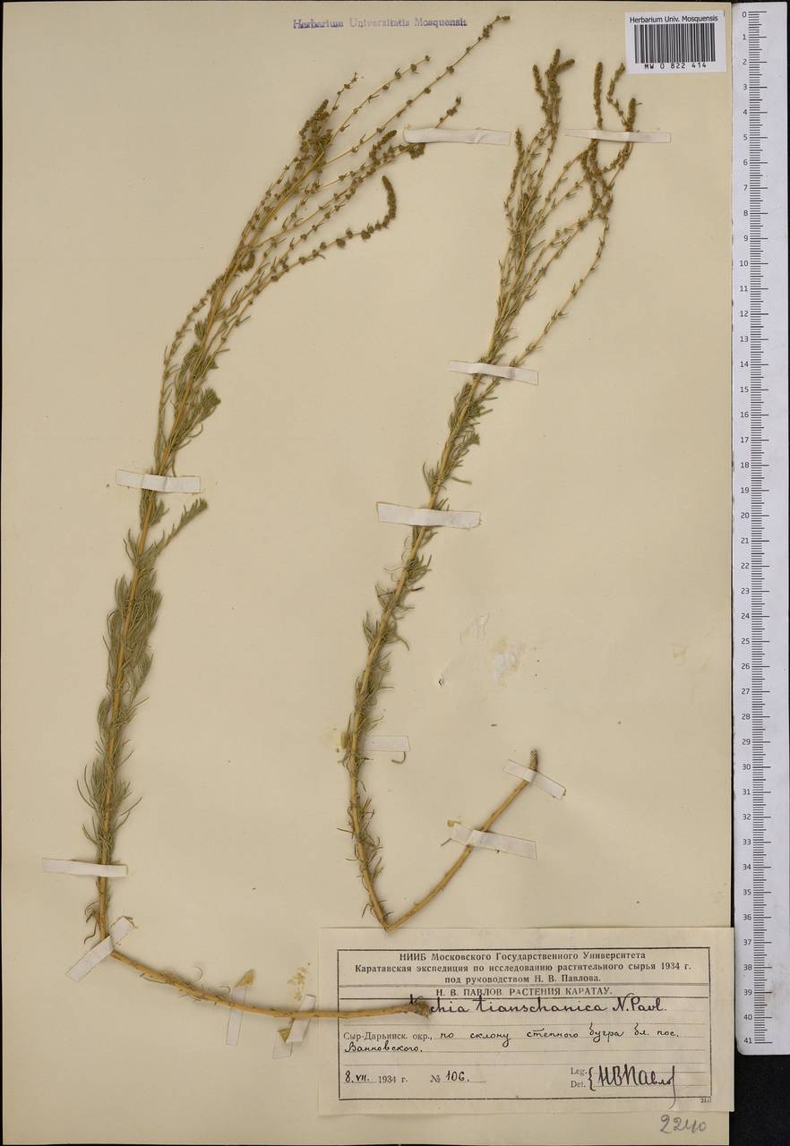 Bassia tianschanica (Pavlov) Freitag & G. Kadereit, Middle Asia, Western Tian Shan & Karatau (M3) (Kazakhstan)