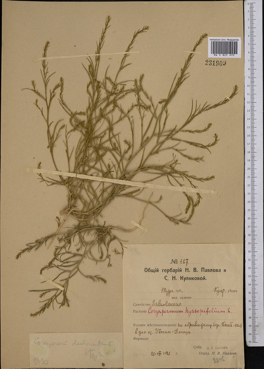 Corispermum declinatum Steph. ex Stev., Middle Asia, Northern & Central Kazakhstan (M10) (Kazakhstan)