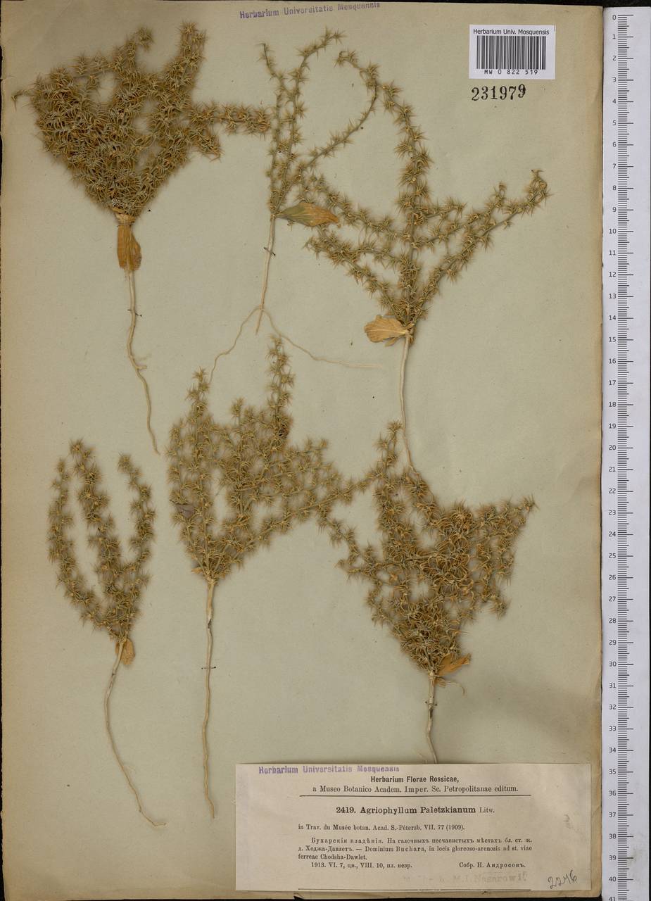 Agriophyllum paletzkianum Litv., Middle Asia, Syr-Darian deserts & Kyzylkum (M7) (Uzbekistan)
