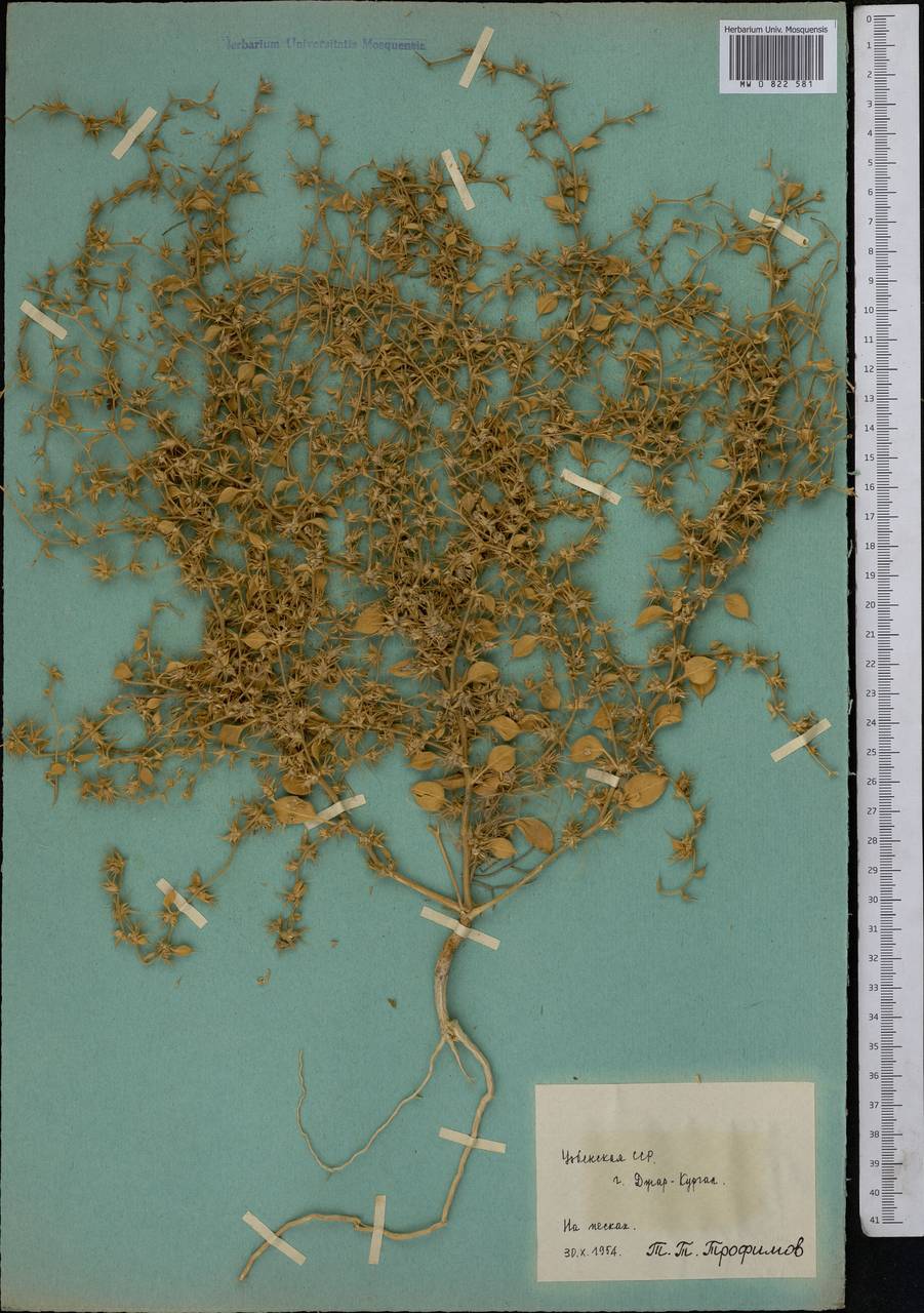 Agriophyllum, Middle Asia, Syr-Darian deserts & Kyzylkum (M7) (Uzbekistan)