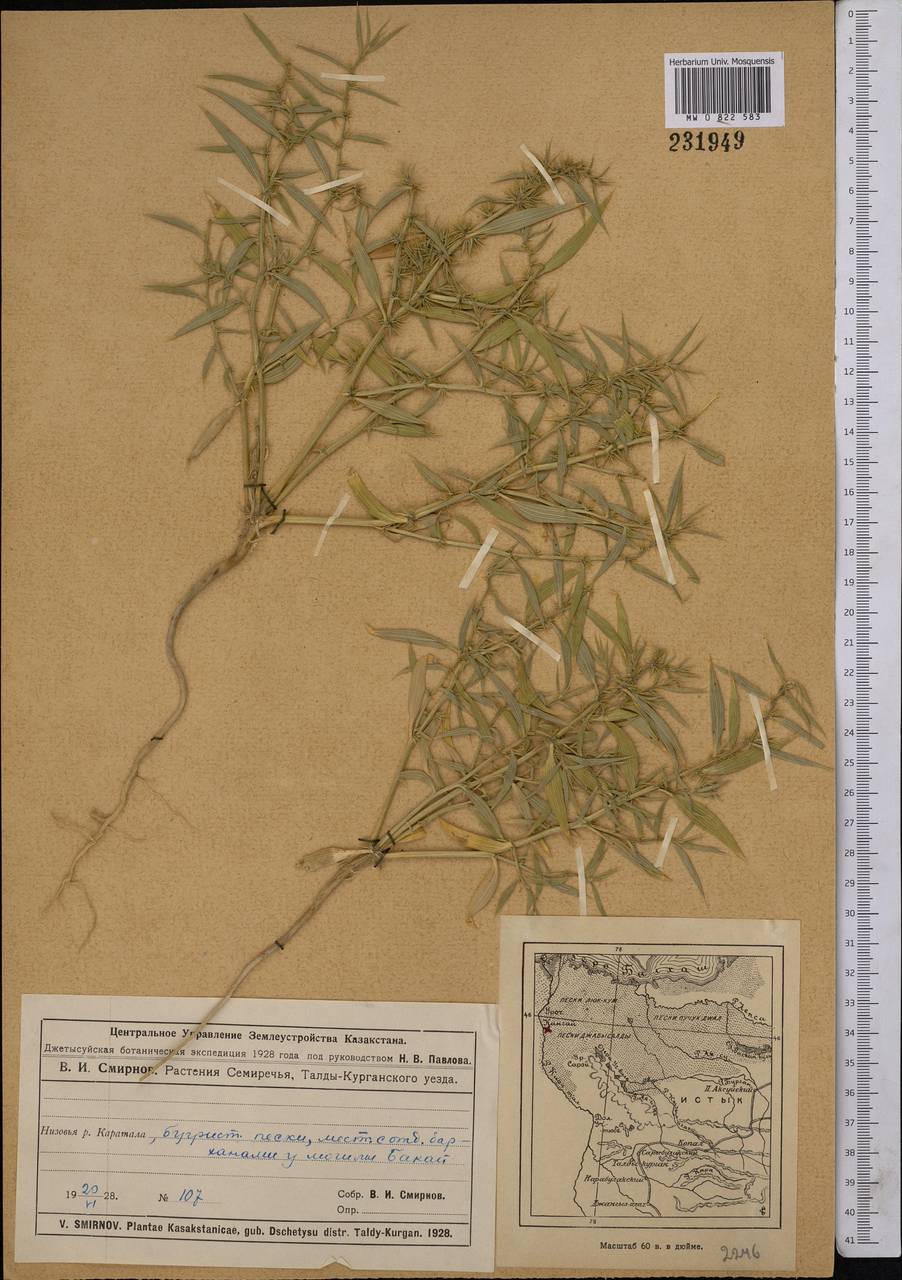 Agriophyllum, Middle Asia, Muyunkumy, Balkhash & Betpak-Dala (M9) (Kazakhstan)