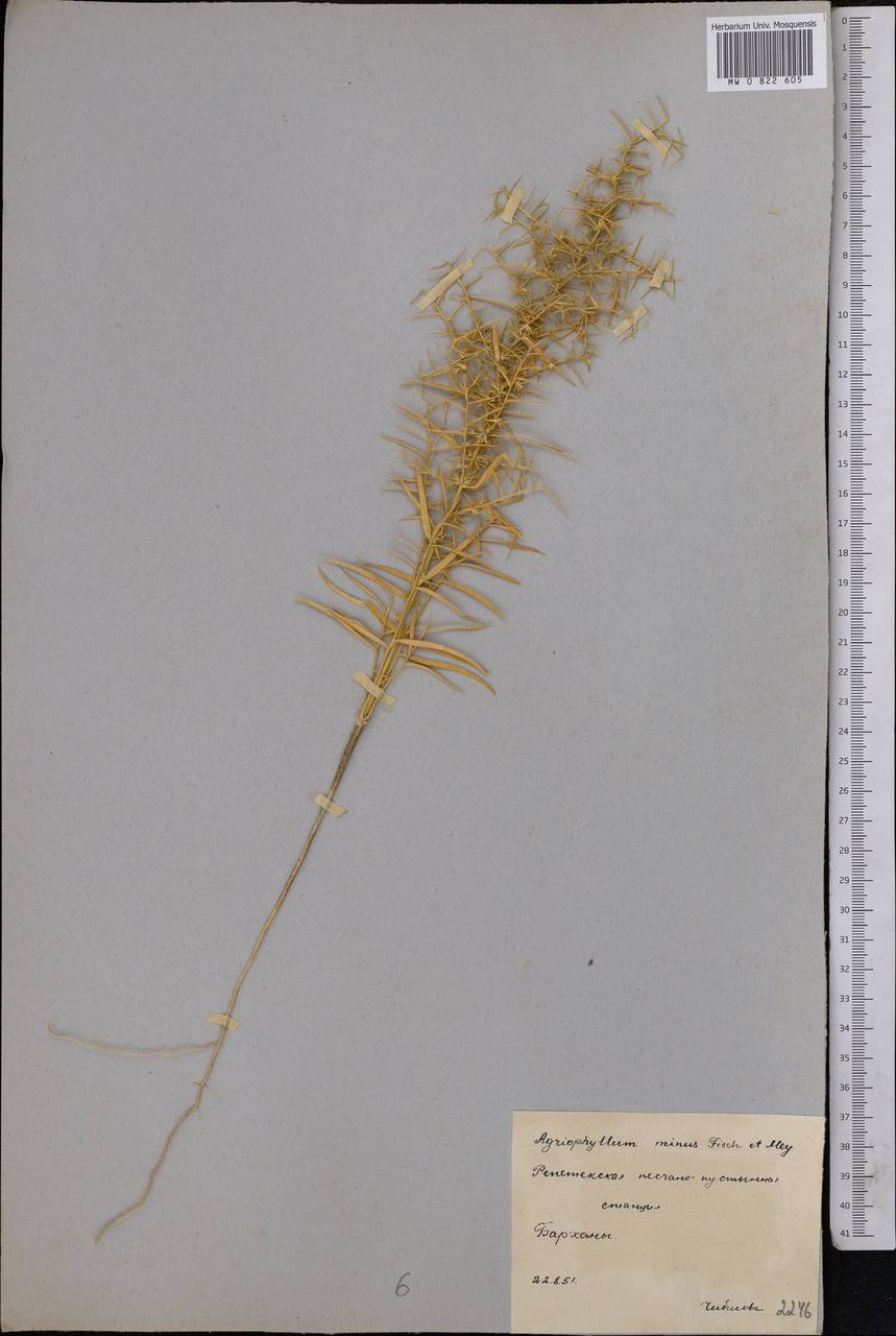Agriophyllum minus Fisch. & C. A. Mey., Middle Asia, Karakum (M6) (Turkmenistan)