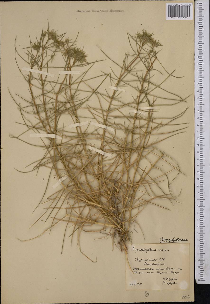 Agriophyllum minus Fisch. & C. A. Mey., Middle Asia, Karakum (M6) (Turkmenistan)