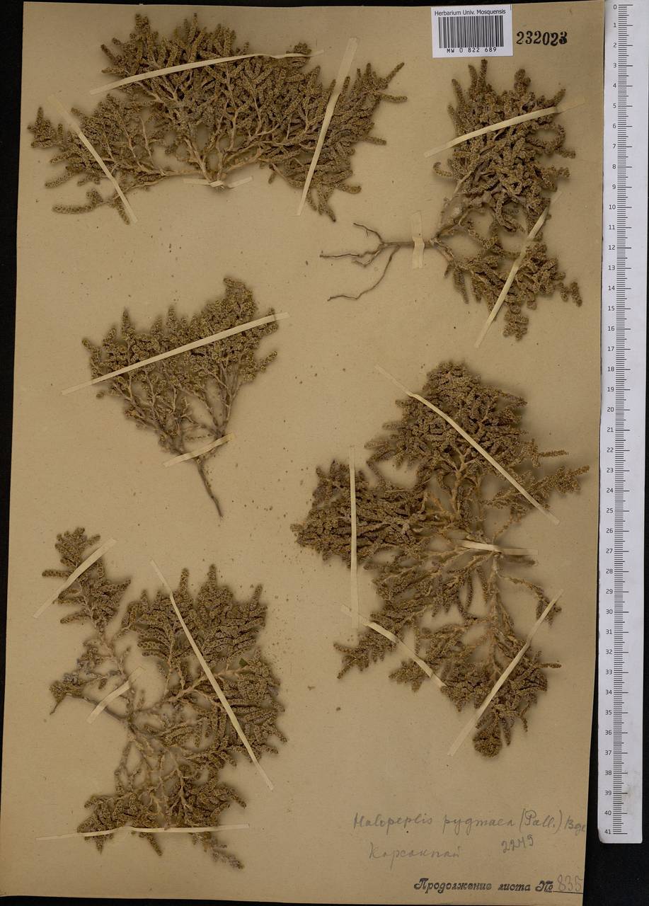 Halopeplis pygmaea (Pall.) Bunge ex Ung.-Sternb., Middle Asia, Muyunkumy, Balkhash & Betpak-Dala (M9) (Kazakhstan)