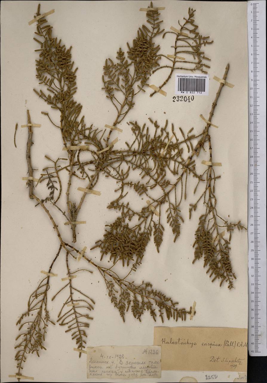 Halostachys belangeriana (Moq.) Botsch., Middle Asia, Muyunkumy, Balkhash & Betpak-Dala (M9) (Kazakhstan)