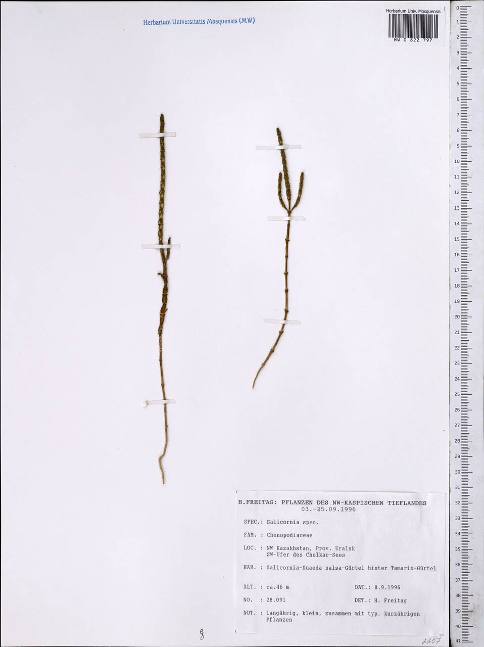 Salicornia europaea L., Middle Asia, Caspian Ustyurt & Northern Aralia (M8) (Kazakhstan)