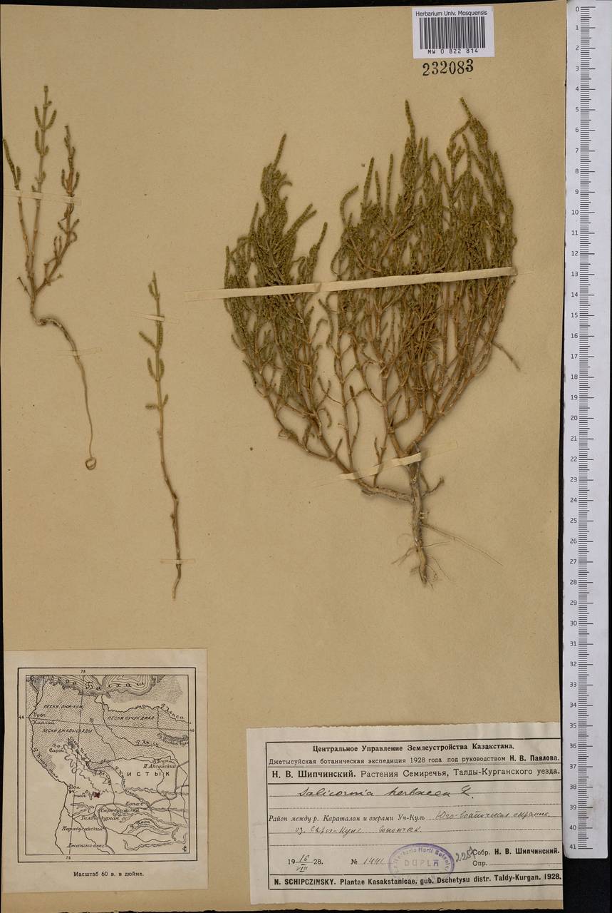 Salicornia europaea L., Middle Asia, Muyunkumy, Balkhash & Betpak-Dala (M9) (Kazakhstan)