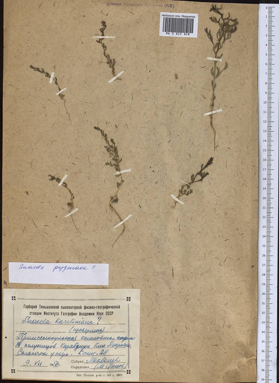 Suaeda pterantha (Kar. & Kir.) Bunge, Middle Asia, Northern & Central Tian Shan (M4) (Kyrgyzstan)