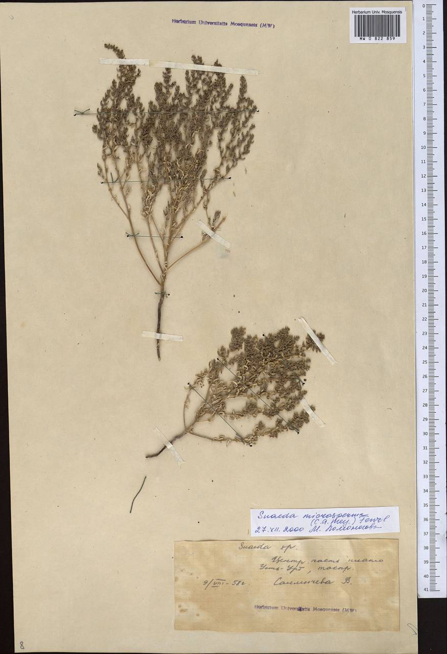 Suaeda microsperma (C. A. Mey.) Fenzl, Middle Asia, Caspian Ustyurt & Northern Aralia (M8) (Kazakhstan)
