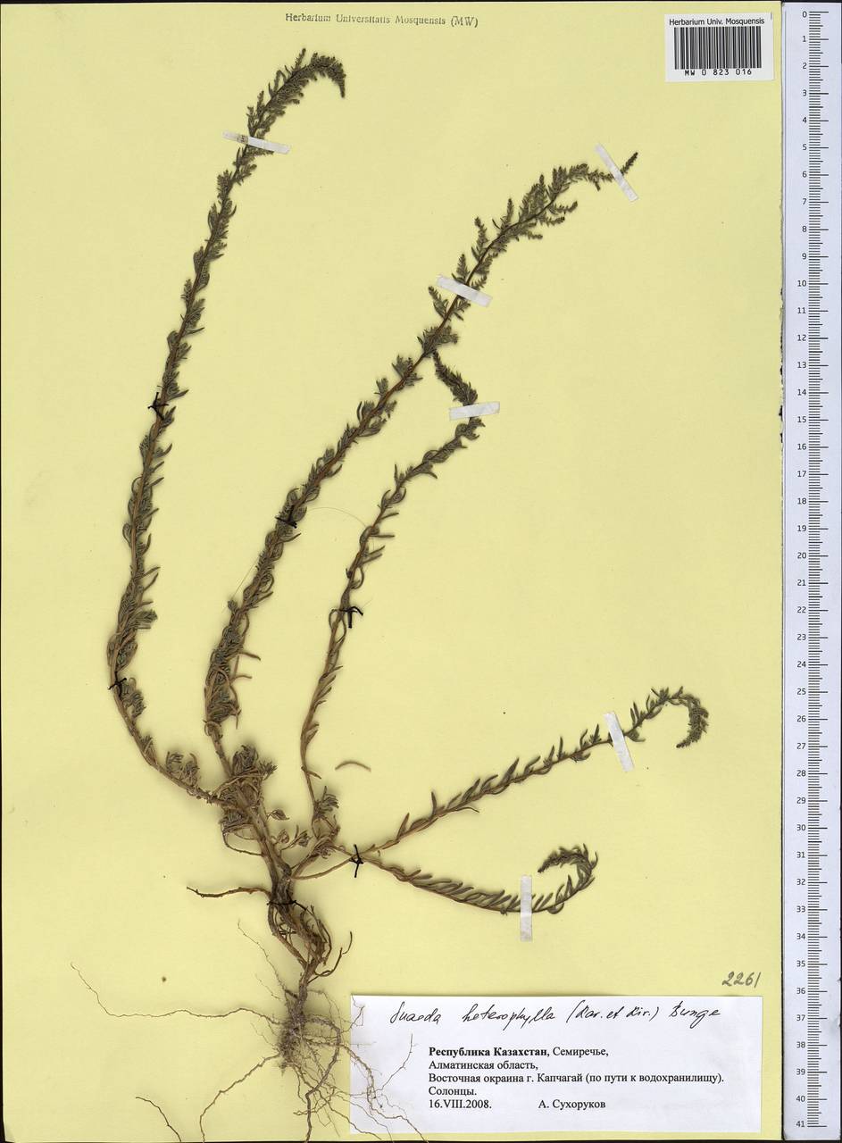 Suaeda heterophylla (Kar. & Kir.) Boiss., Middle Asia, Muyunkumy, Balkhash & Betpak-Dala (M9) (Kazakhstan)