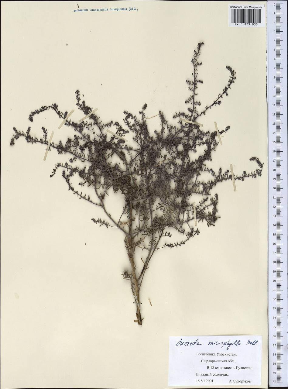 Suaeda microphylla (C. A. Mey.) Pall., Middle Asia, Syr-Darian deserts & Kyzylkum (M7) (Uzbekistan)
