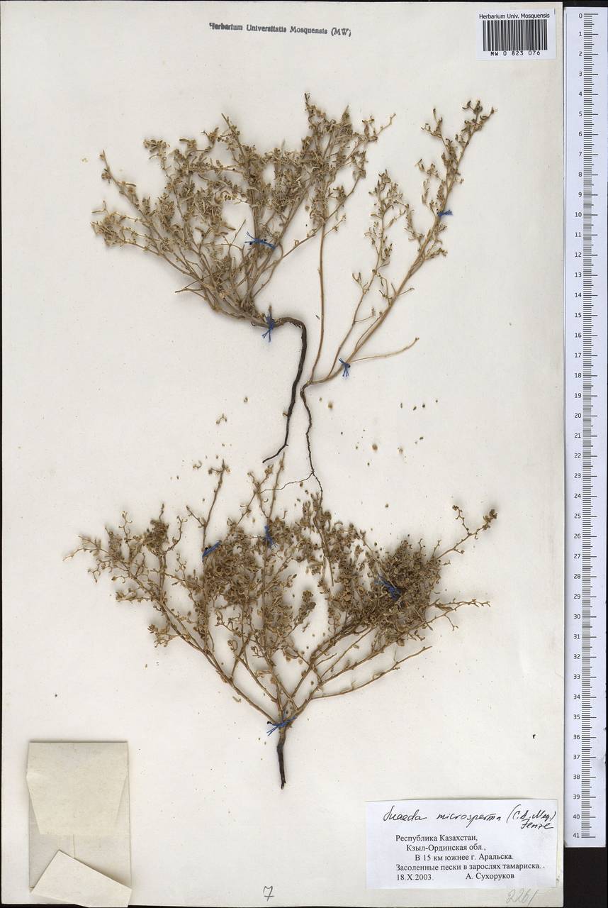 Suaeda microsperma (C. A. Mey.) Fenzl, Middle Asia, Syr-Darian deserts & Kyzylkum (M7) (Kazakhstan)