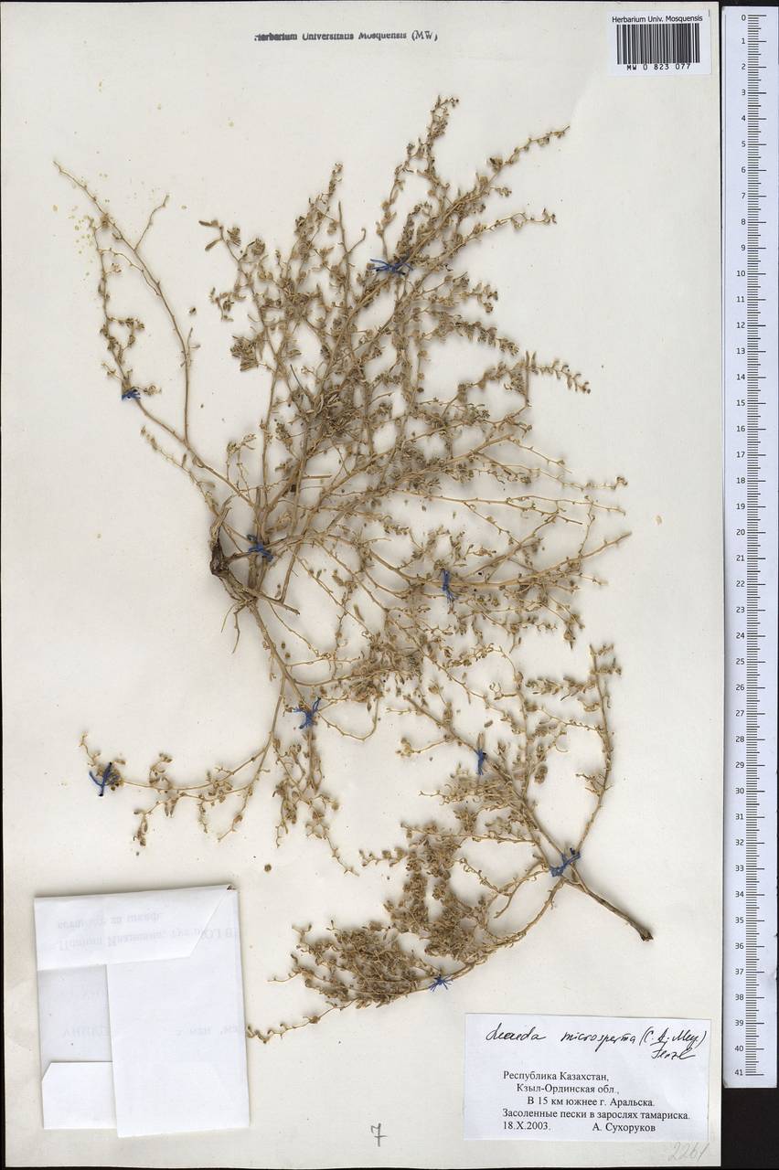 Suaeda microsperma (C. A. Mey.) Fenzl, Middle Asia, Syr-Darian deserts & Kyzylkum (M7) (Kazakhstan)