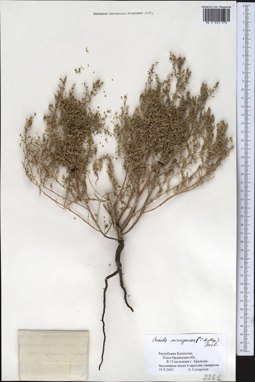 Suaeda microsperma (C. A. Mey.) Fenzl, Middle Asia, Syr-Darian deserts & Kyzylkum (M7) (Kazakhstan)