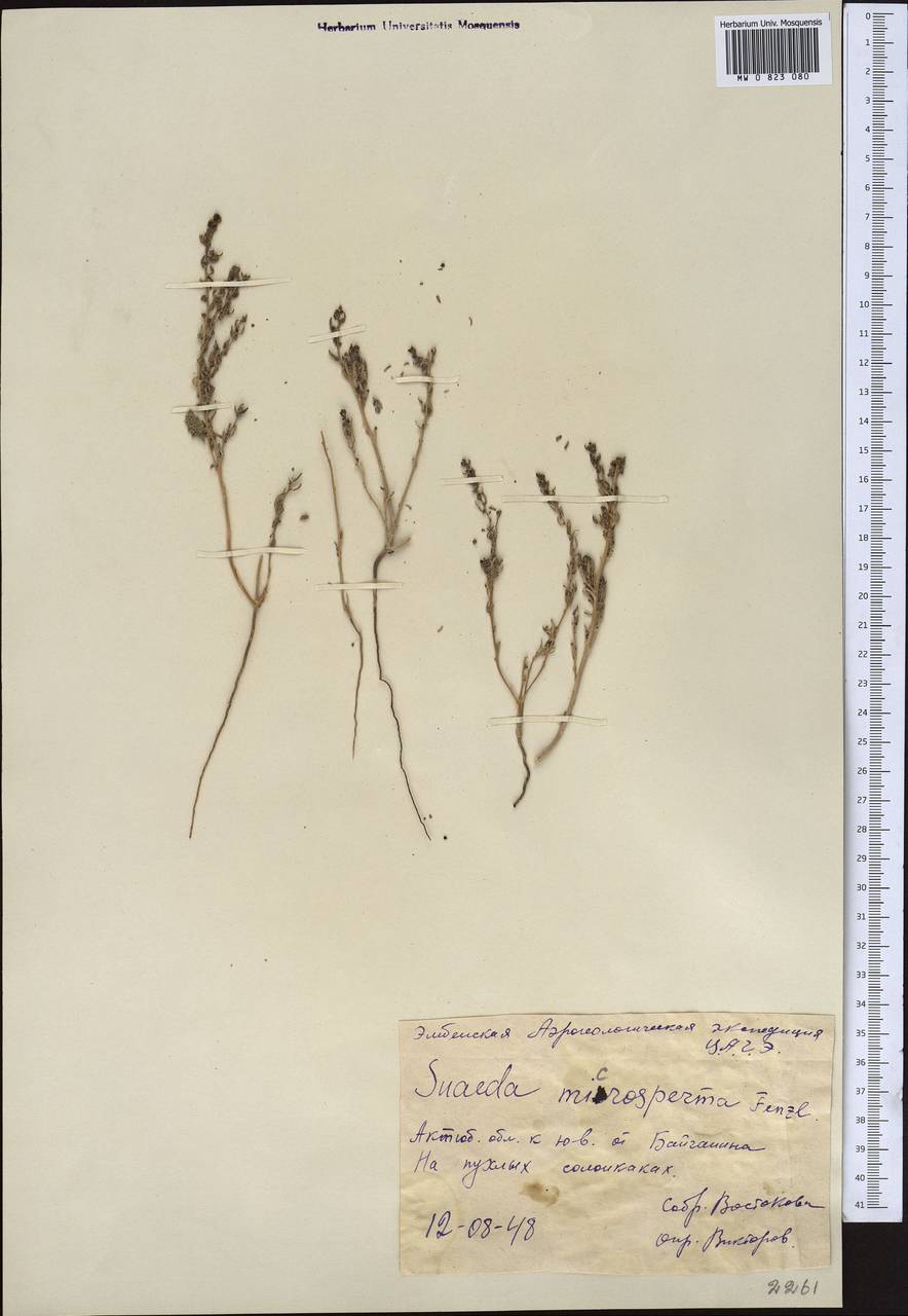 Suaeda microsperma (C. A. Mey.) Fenzl, Middle Asia, Caspian Ustyurt & Northern Aralia (M8) (Kazakhstan)