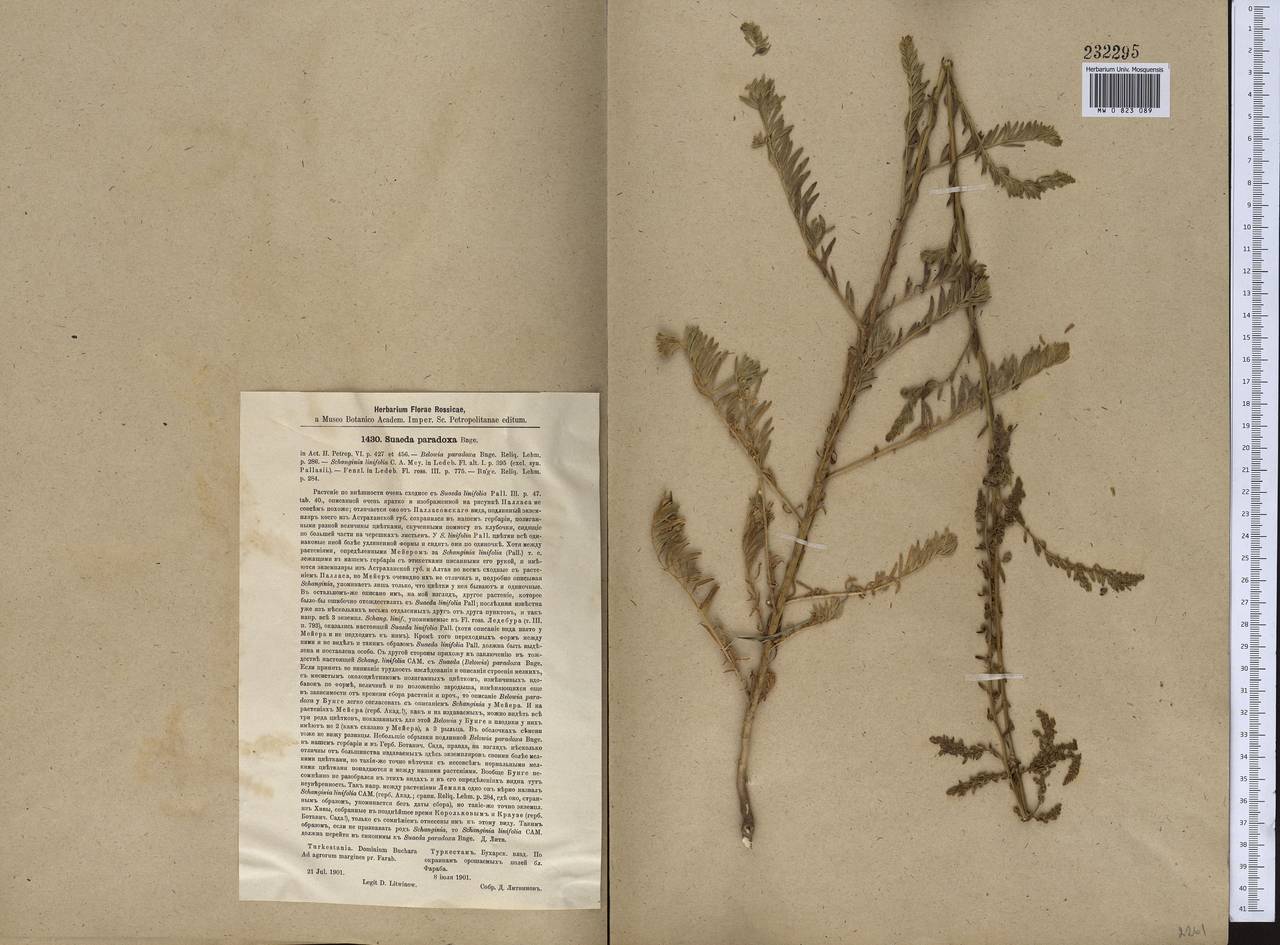 Suaeda paradoxa (Bunge) Bunge, Middle Asia, Karakum (M6) (Turkmenistan)