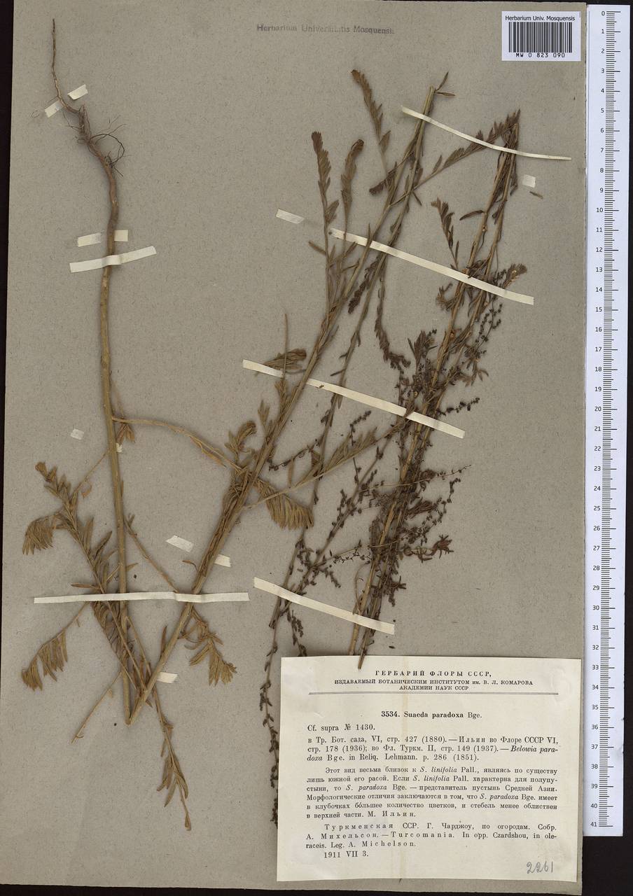 Suaeda paradoxa (Bunge) Bunge, Middle Asia, Karakum (M6) (Turkmenistan)