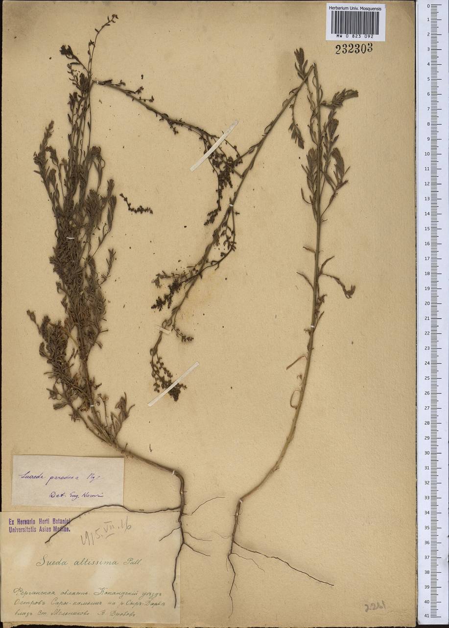 Suaeda paradoxa (Bunge) Bunge, Middle Asia, Syr-Darian deserts & Kyzylkum (M7) (Tajikistan)