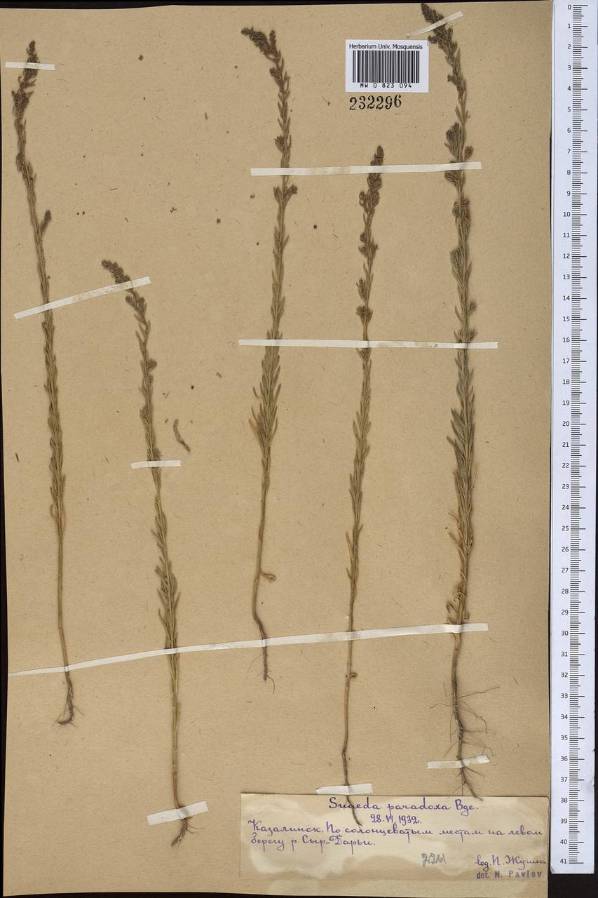 Suaeda paradoxa (Bunge) Bunge, Middle Asia, Syr-Darian deserts & Kyzylkum (M7) (Kazakhstan)
