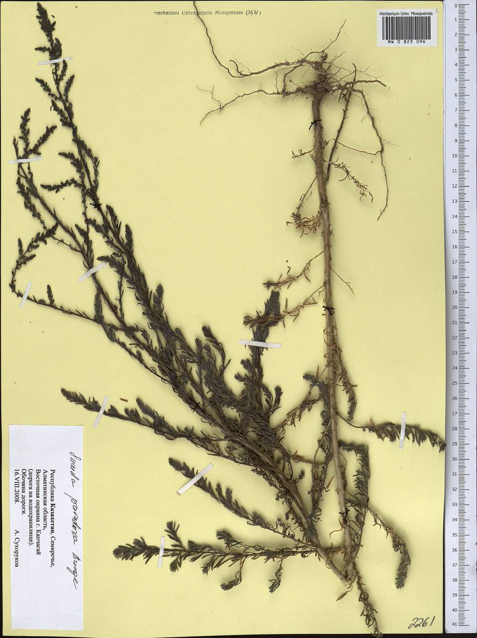 Suaeda paradoxa (Bunge) Bunge, Middle Asia, Muyunkumy, Balkhash & Betpak-Dala (M9) (Kazakhstan)