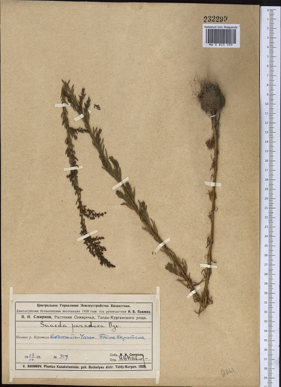 Suaeda paradoxa (Bunge) Bunge, Middle Asia, Muyunkumy, Balkhash & Betpak-Dala (M9) (Kazakhstan)