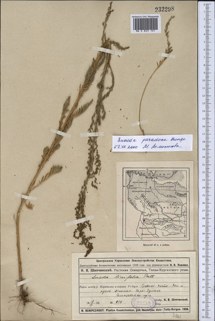 Suaeda paradoxa (Bunge) Bunge, Middle Asia, Muyunkumy, Balkhash & Betpak-Dala (M9) (Kazakhstan)