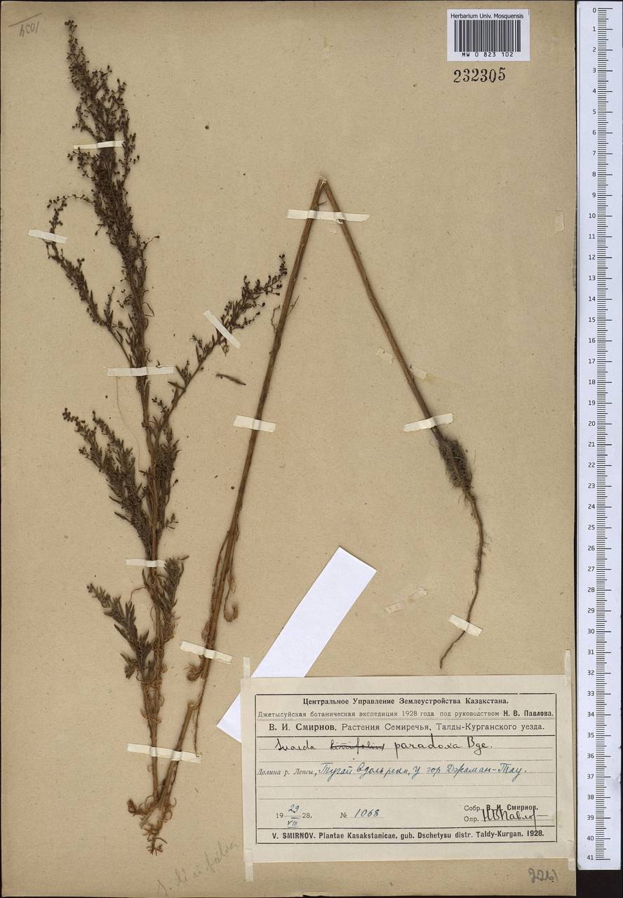 Suaeda paradoxa (Bunge) Bunge, Middle Asia, Muyunkumy, Balkhash & Betpak-Dala (M9) (Kazakhstan)