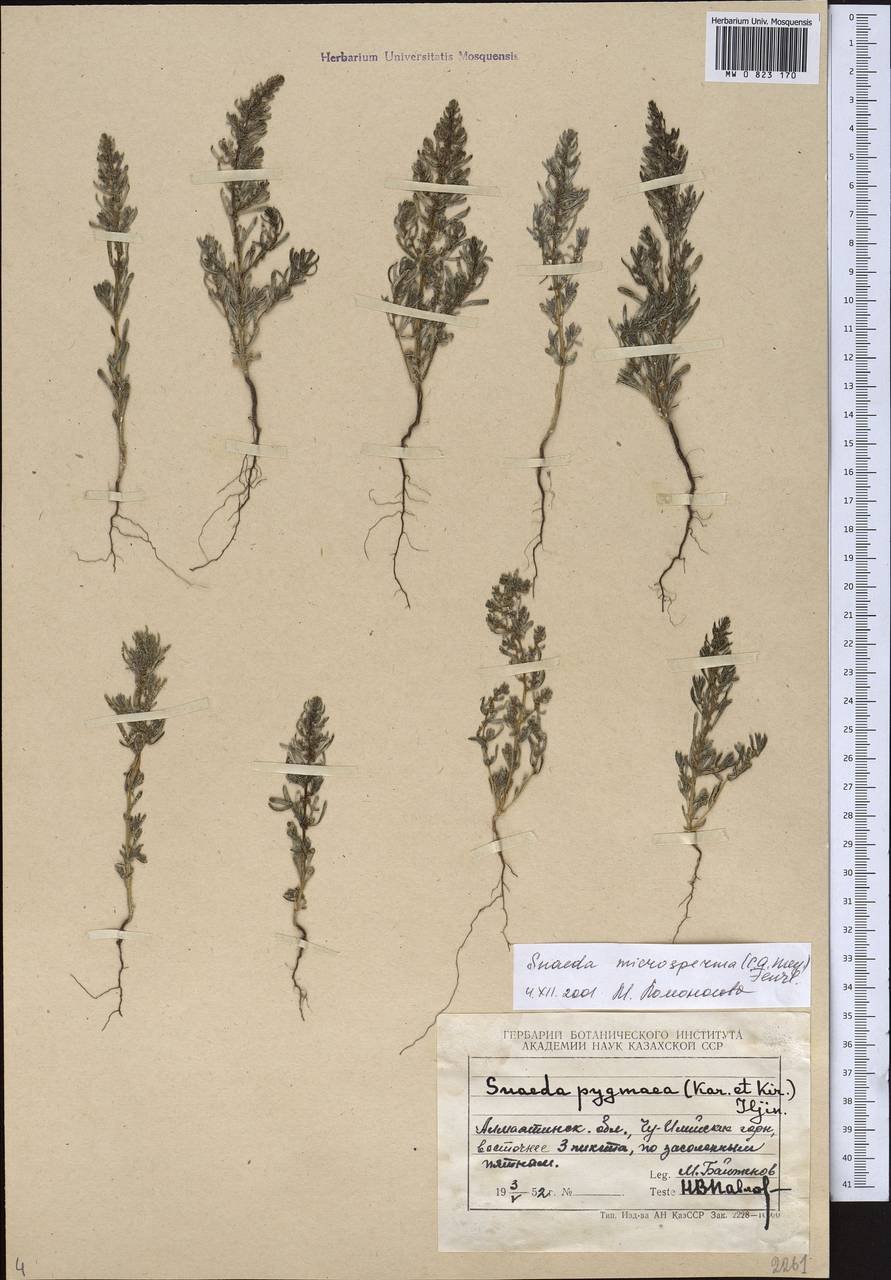 Suaeda microsperma (C. A. Mey.) Fenzl, Middle Asia, Northern & Central Tian Shan (M4) (Kazakhstan)